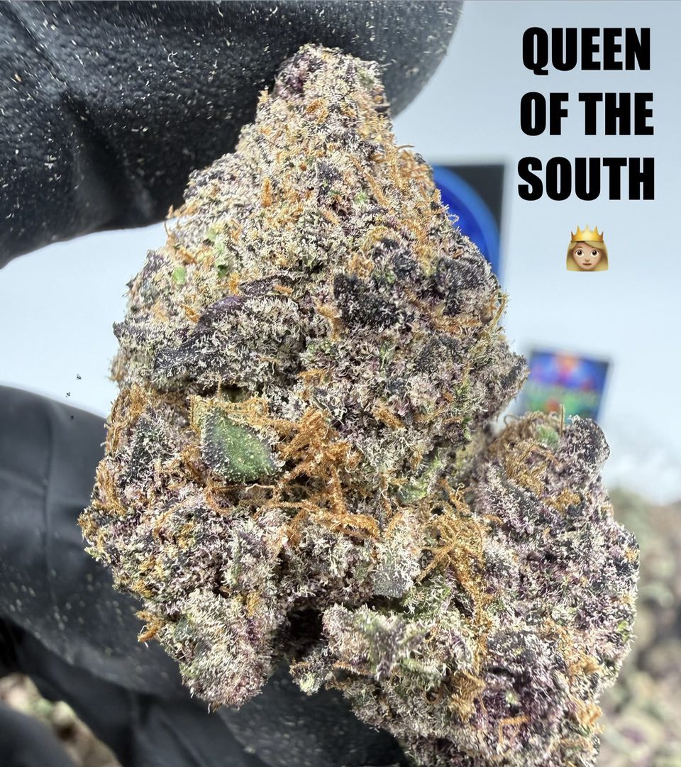 QUEEN OF THE SOUTH Slide 2